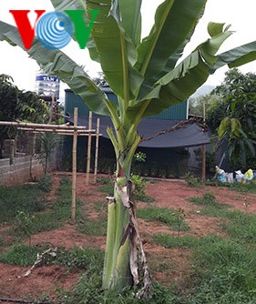 Cuổi nguôn - a food specialty of Thai ethnic minority group in Yen Chau - ảnh 1